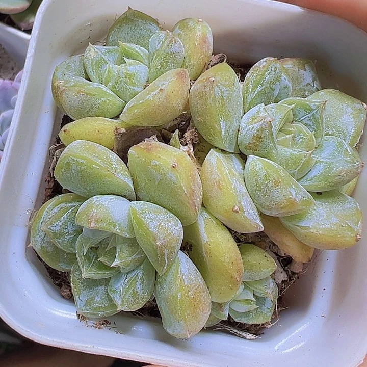 雪兔群19包邮多肉植物