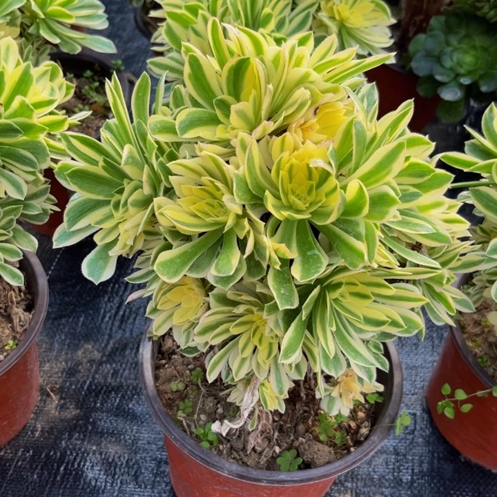 408多肉植物一物一拍