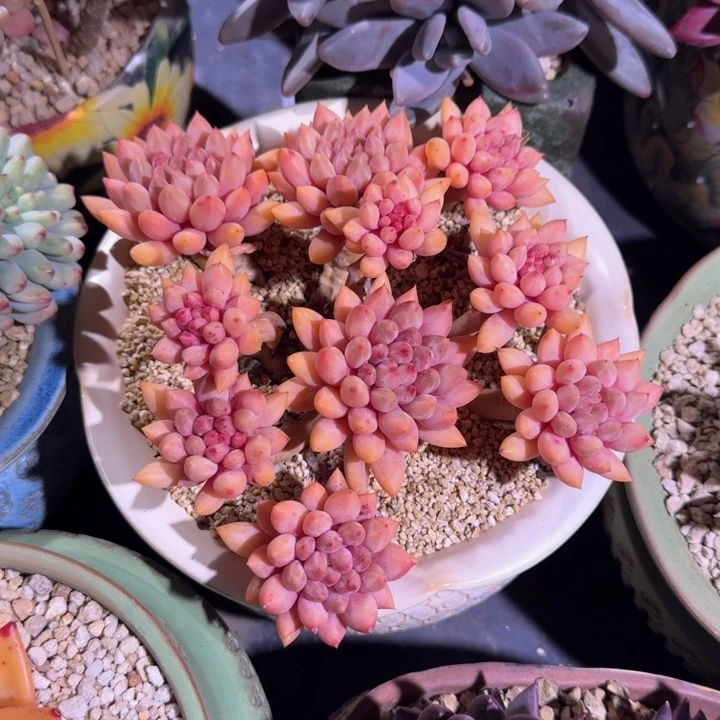 红蜻蜓 群生 一物一拍