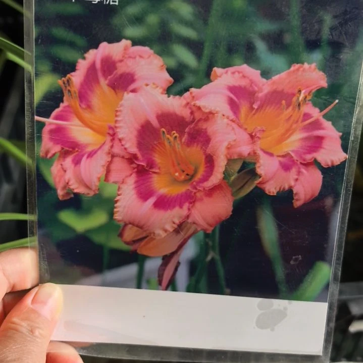 当前无花栽培后可以开花草莓糖裸根发货