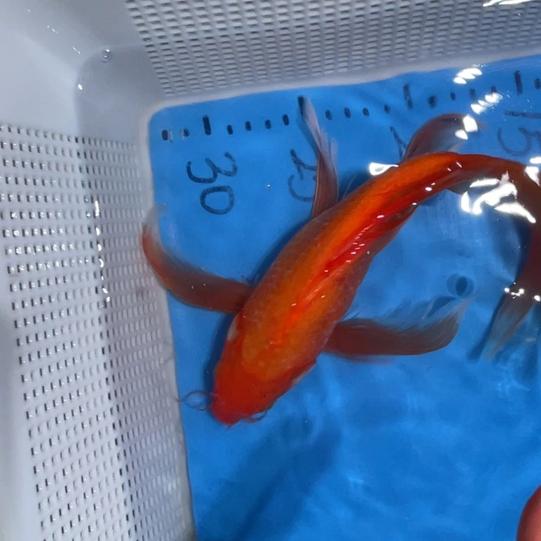 锦鲤锦鲤包邮包售后