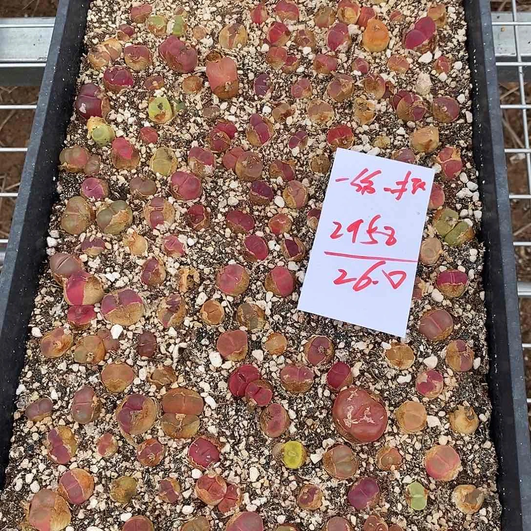 2958一筐福利带土