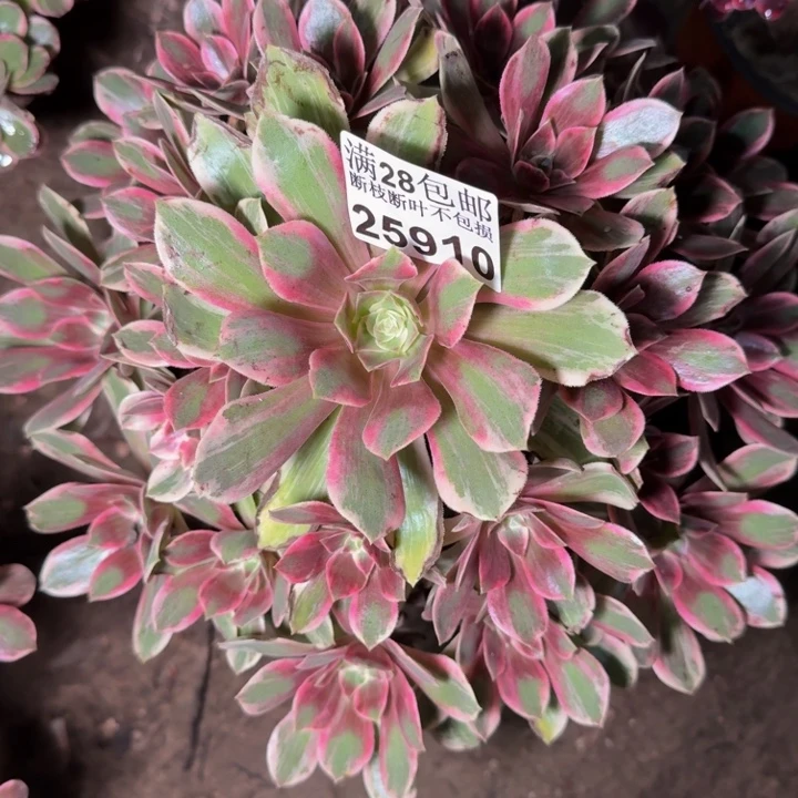 25910浣纱多肉植物