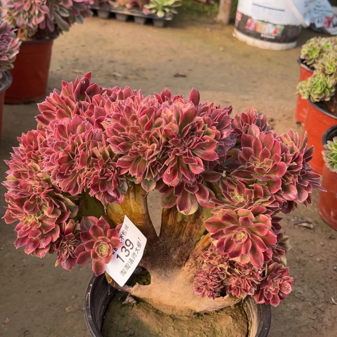 139女神缀化多肉植物法师