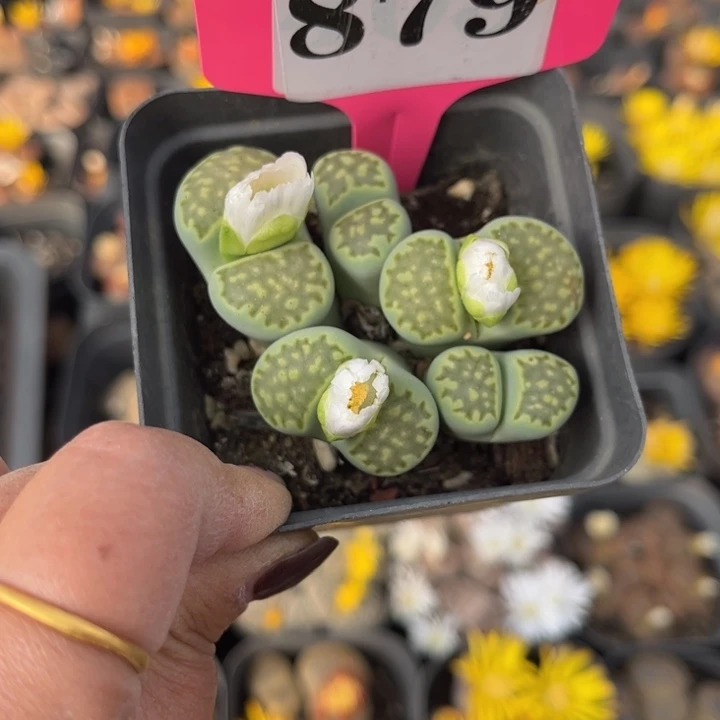 879号888888888888