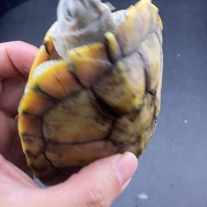 巴西彩龟母6666666