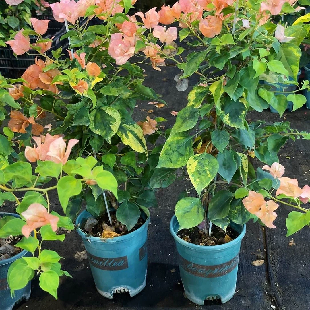 当前无花栽培后可以开花橙九月带竹一颗