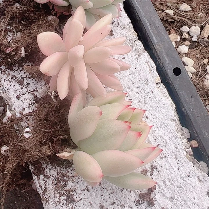 小*月多肉植物多肉植物