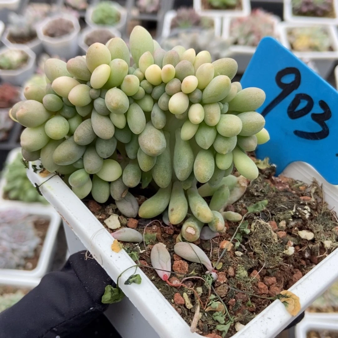 903汤圆缀多肉植物