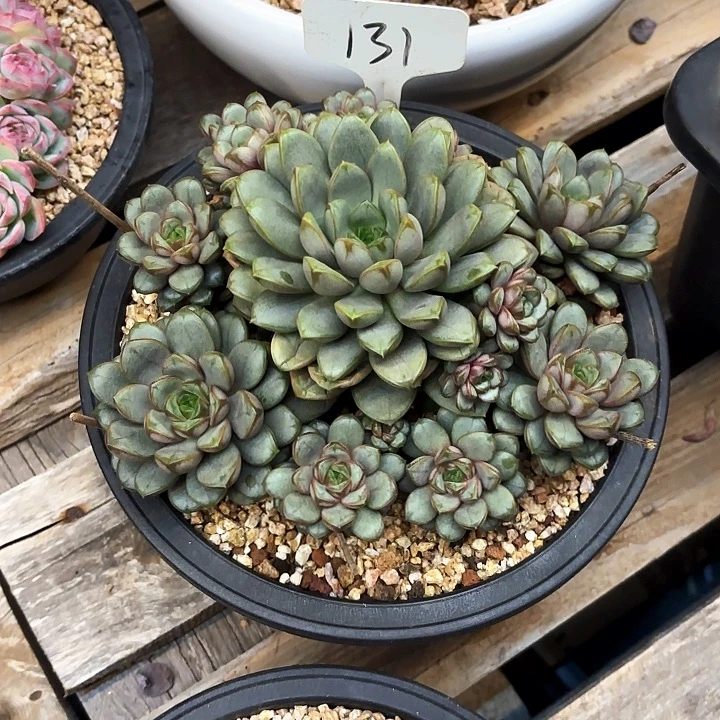 多肉植物，葡萄131号