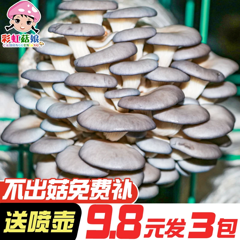 蘑菇菌包菌种种植包家种菇种食用菌平菇种植养易活儿童礼品室内