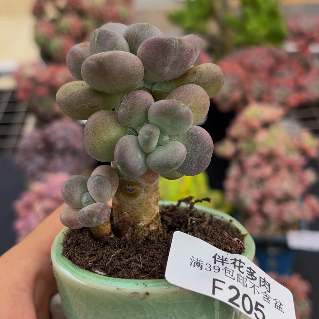 205-月美人多肉4cm