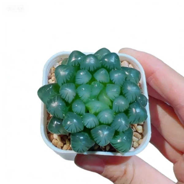 室内好养易活糯姬玉露多肉植物盆栽花卉