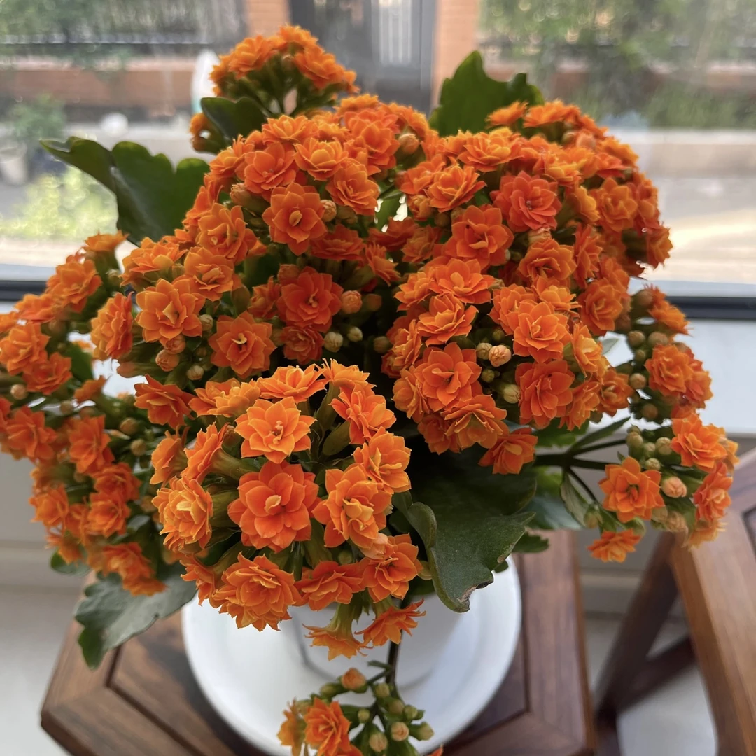 安尼斯长寿带花苞盆栽花卉庭院阳台新手易养护