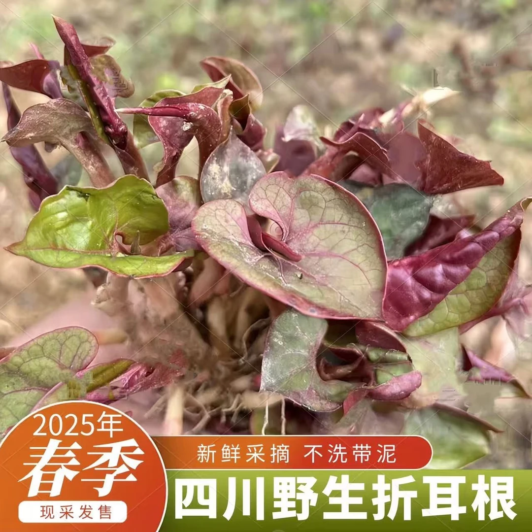 四川野生折耳根猪鼻孔臭草根2/3/5斤新鲜包邮