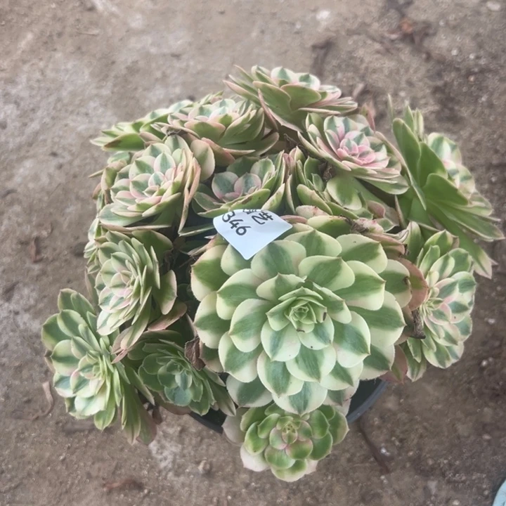 荔枝多肉植物346绣球