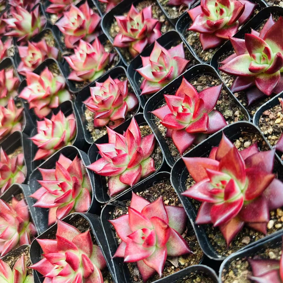 罗卡多肉  精品多肉