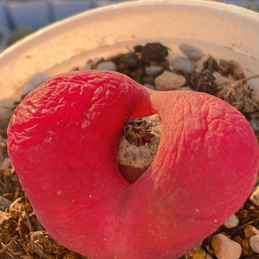 15多肉植物百科知识
