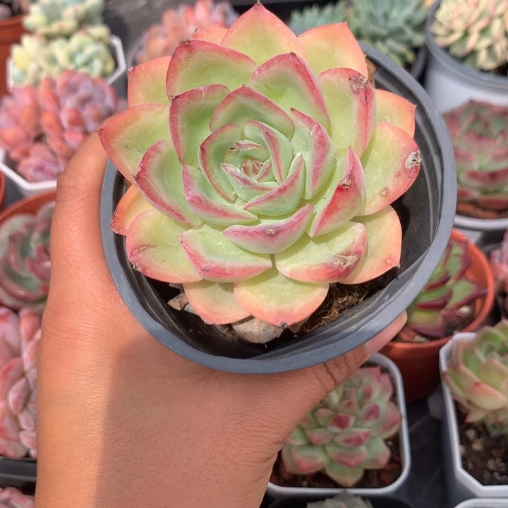 精控泡芙单头多肉