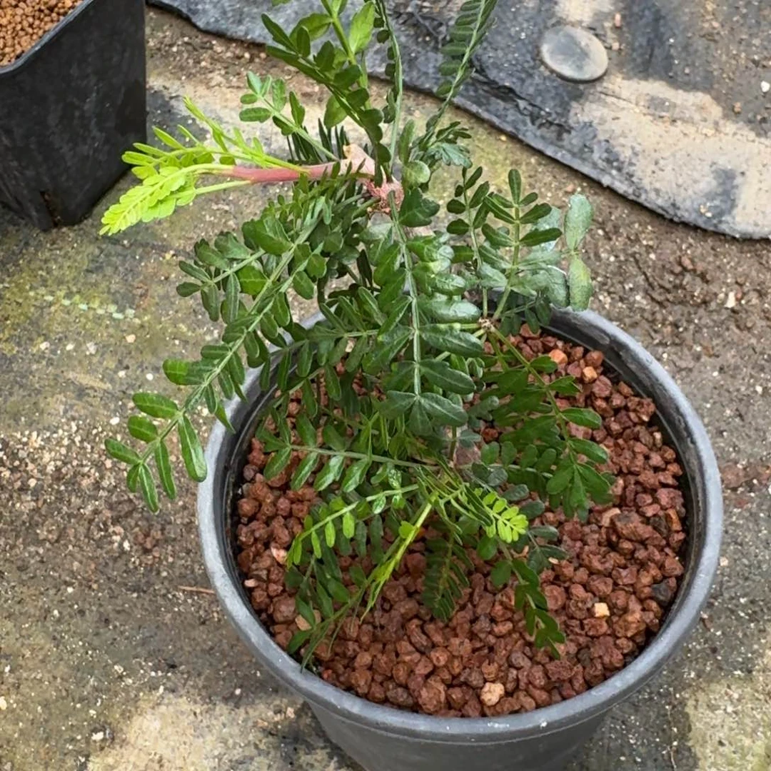 羽叶裂榄一物一拍多肉植物