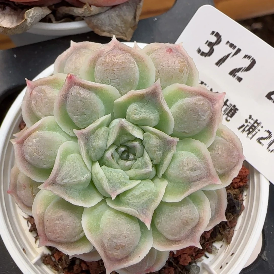 花语逸境0219-372