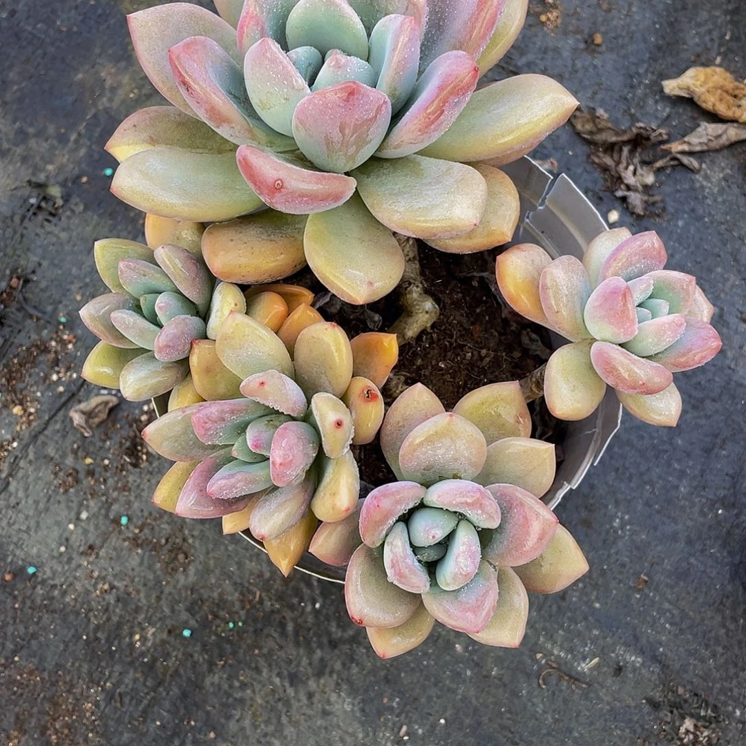 思**忆噢普多肉植物群