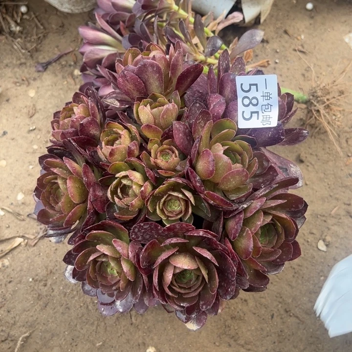 千**雪585魅金玫瑰➕万圣节多肉