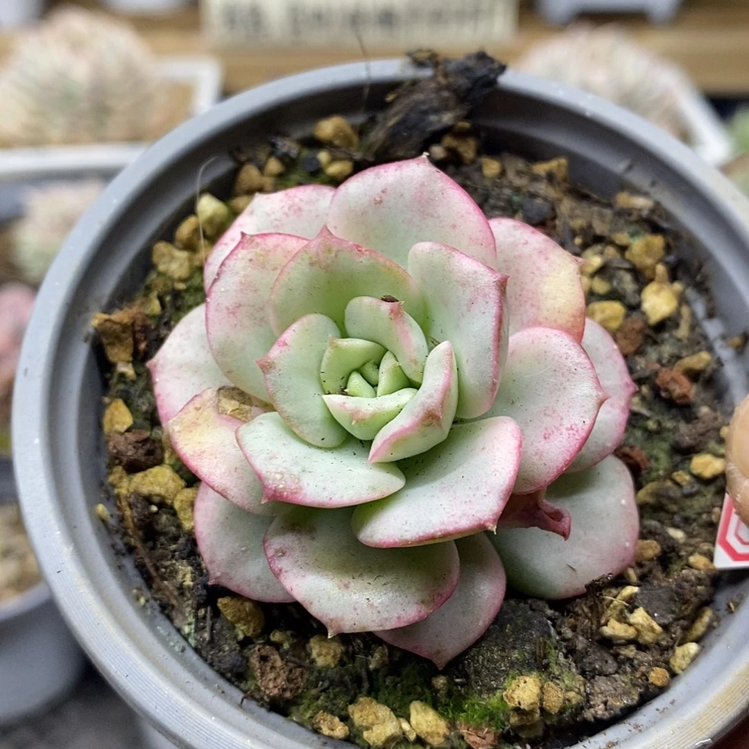 0980 妮可莎娜糊斑锦