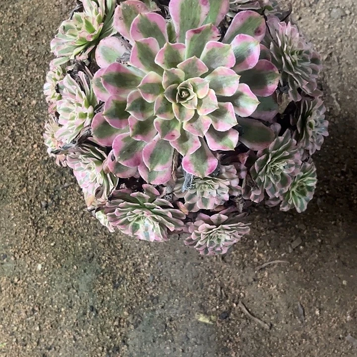 多肉植物铜壶白锦……