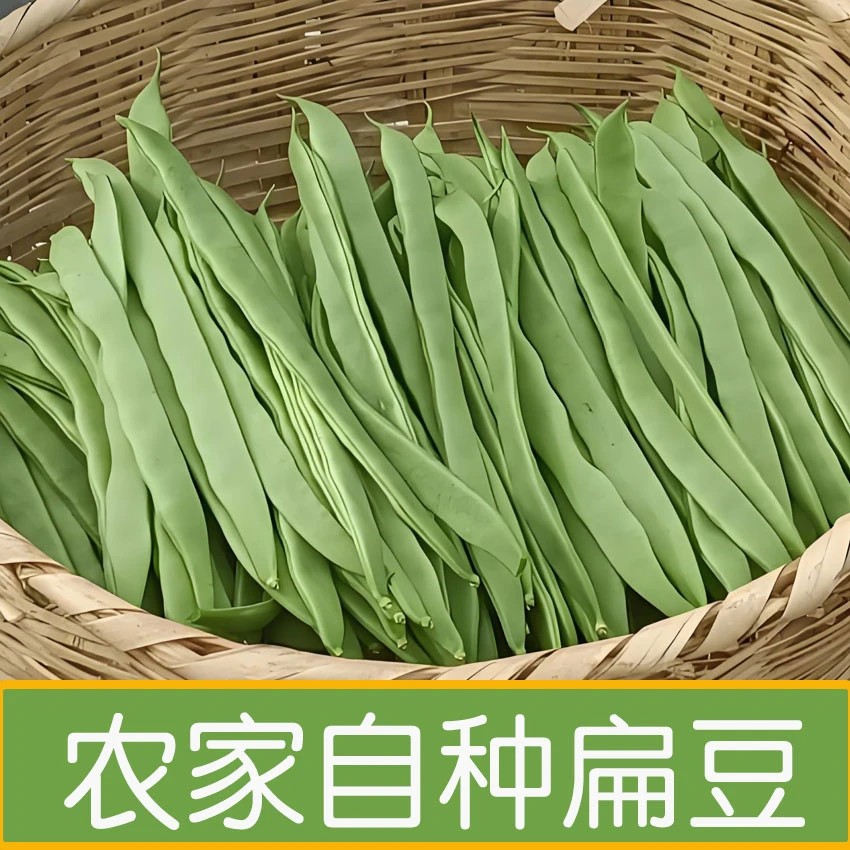农家自种扁豆四季豆新鲜蔬菜扁豆角