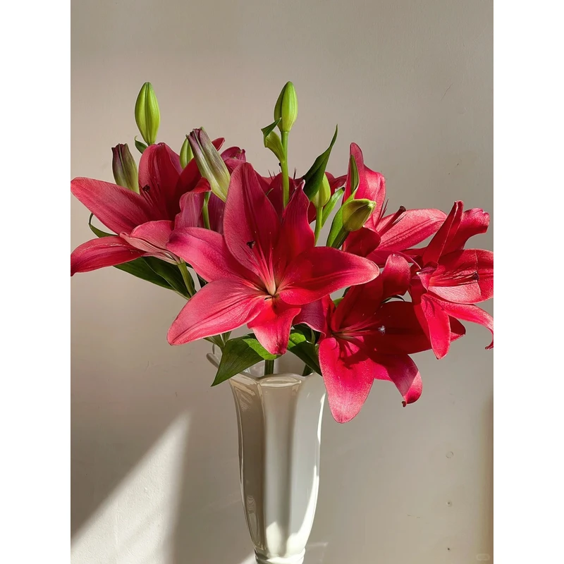【红秀】亚百合 一单包邮 云南鲜花昆明基地现采现发