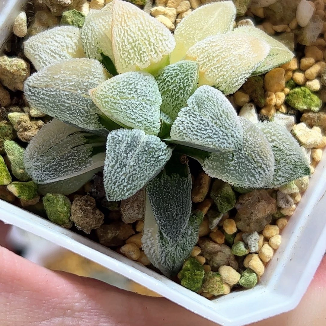 天鹅绒锦十二卷多肉植物