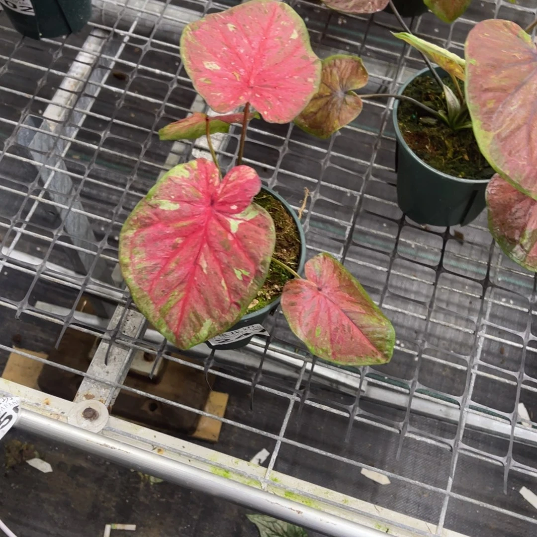 f***i无花朵           247毒药不包售后