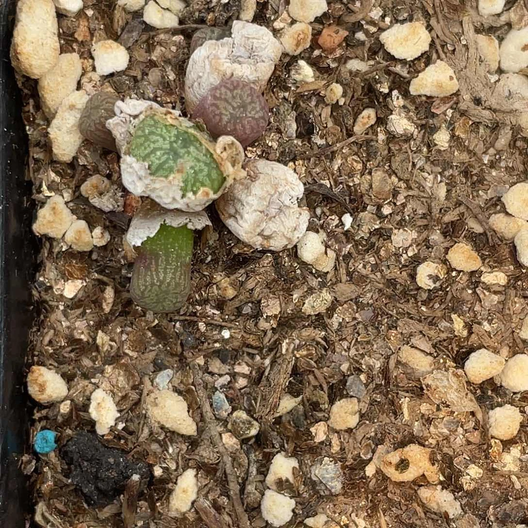 21-69铜壶多肉植物