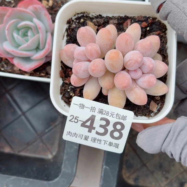 汤圆多肉无盆土发货无盆