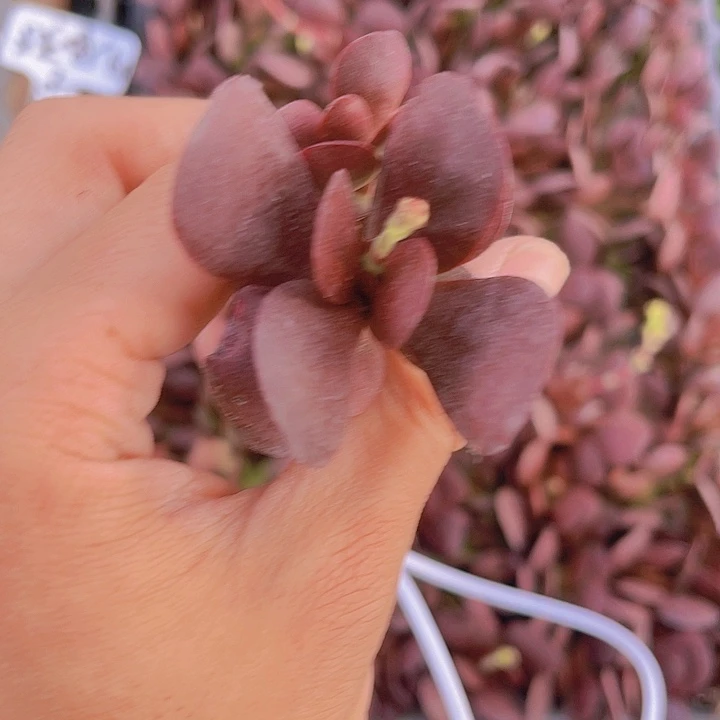 精品紫蝶多肉植物