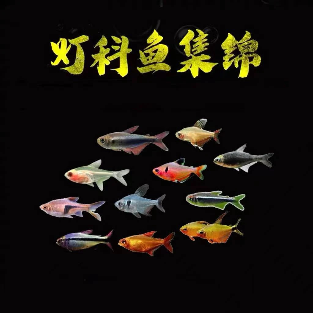 热带小型观赏鱼合集耐活好养