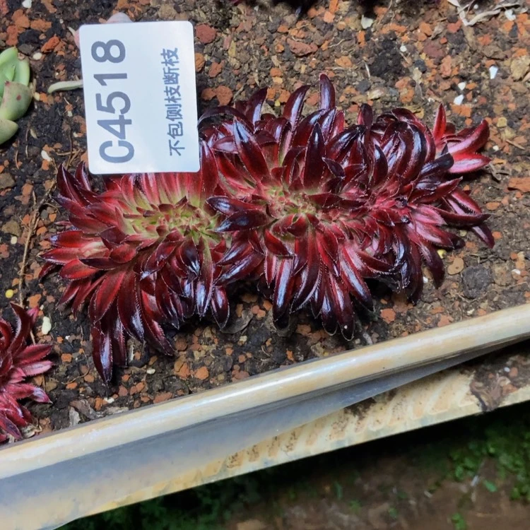 【闪购商品】小*4518朱雀多肉