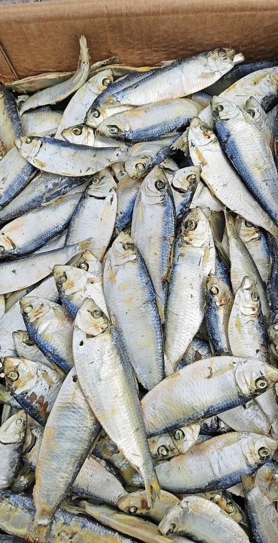 山东发货渤海湾熟海鱼3斤