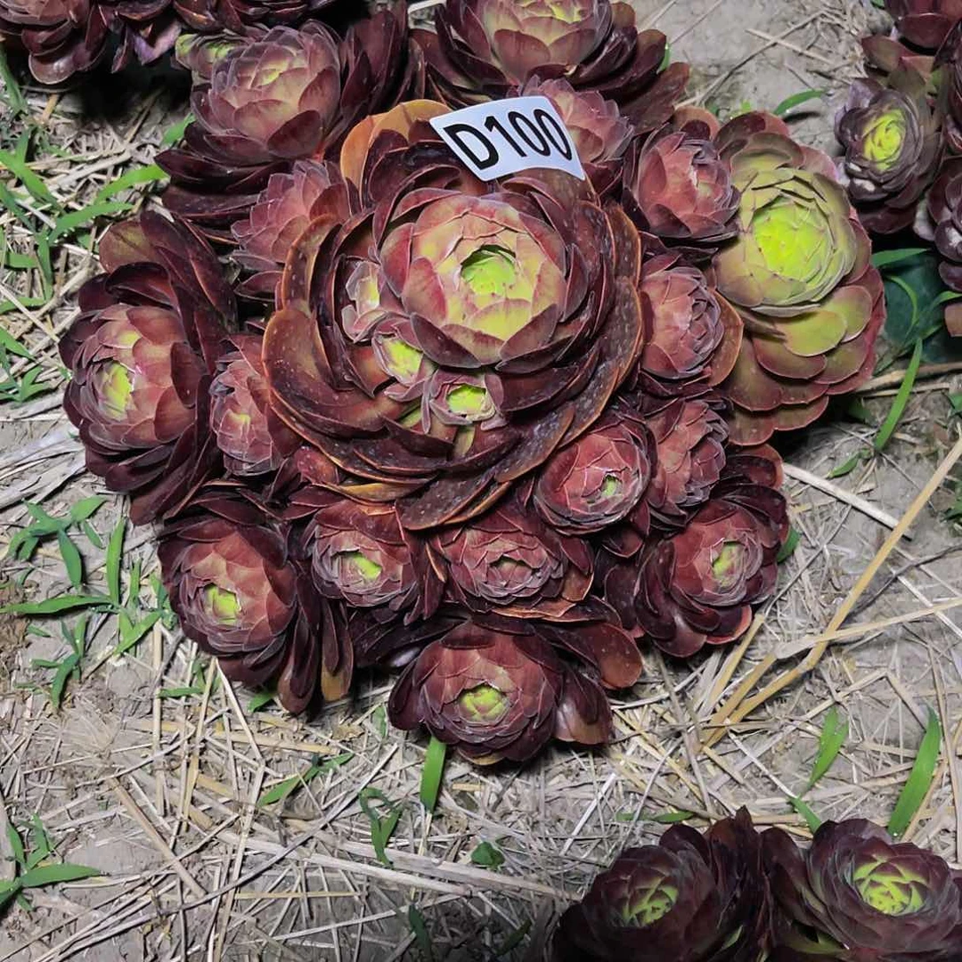 黑魔法师26-外包邮