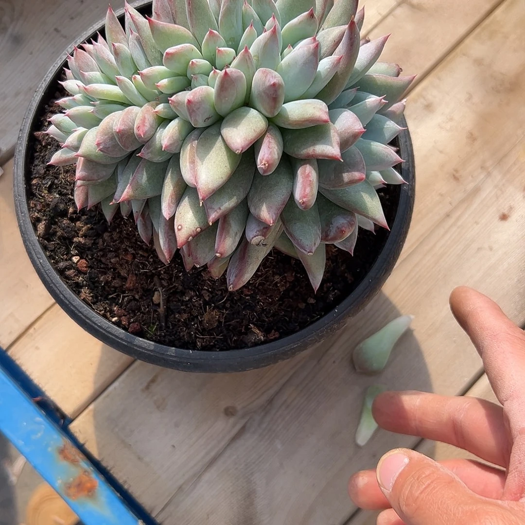 71卡缀。多肉。