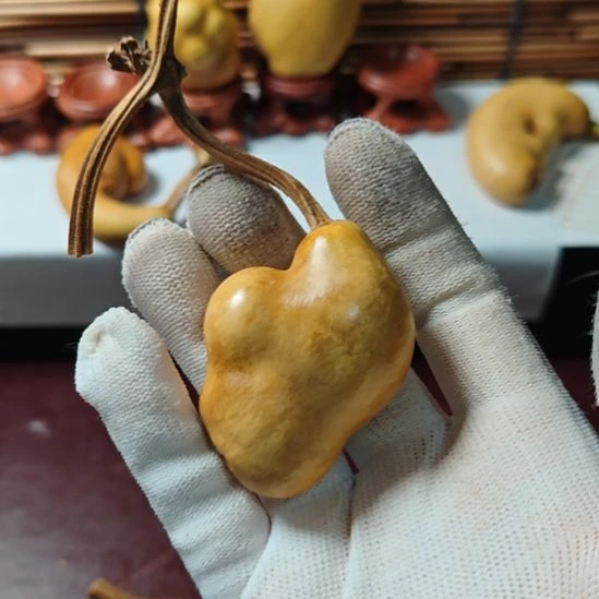 *****精品土豆葫芦一物一拍