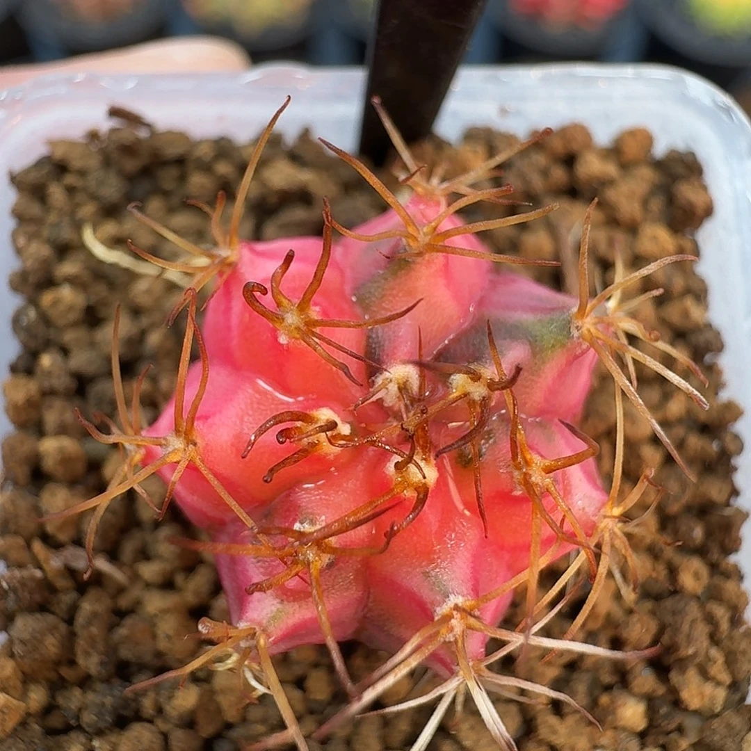 米哈实生自然锦原盆发248