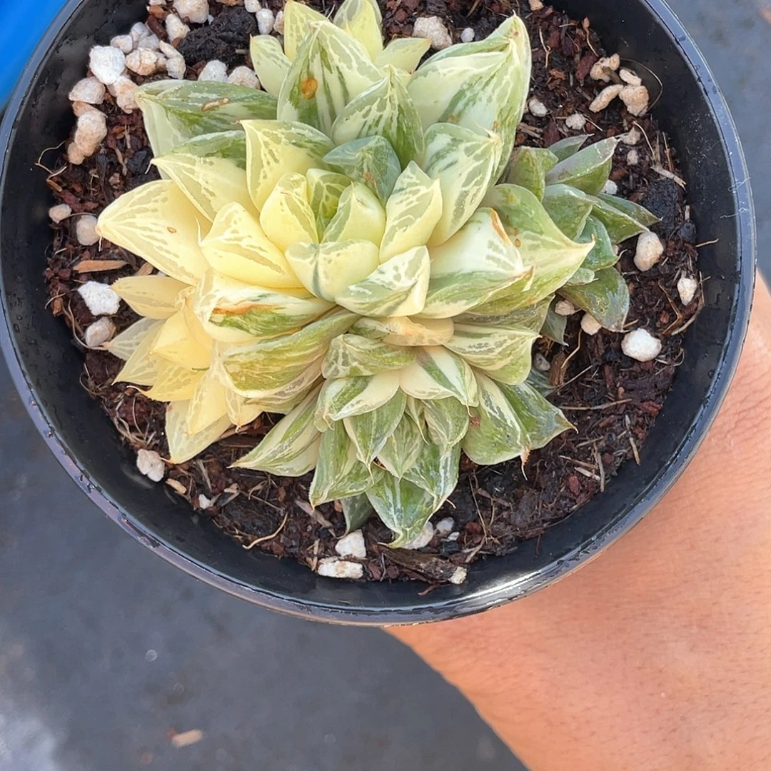 宝草锦群生带盆发货