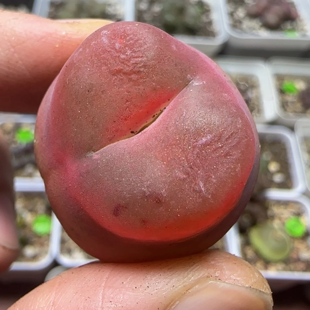 2.7漂亮多肉植物279