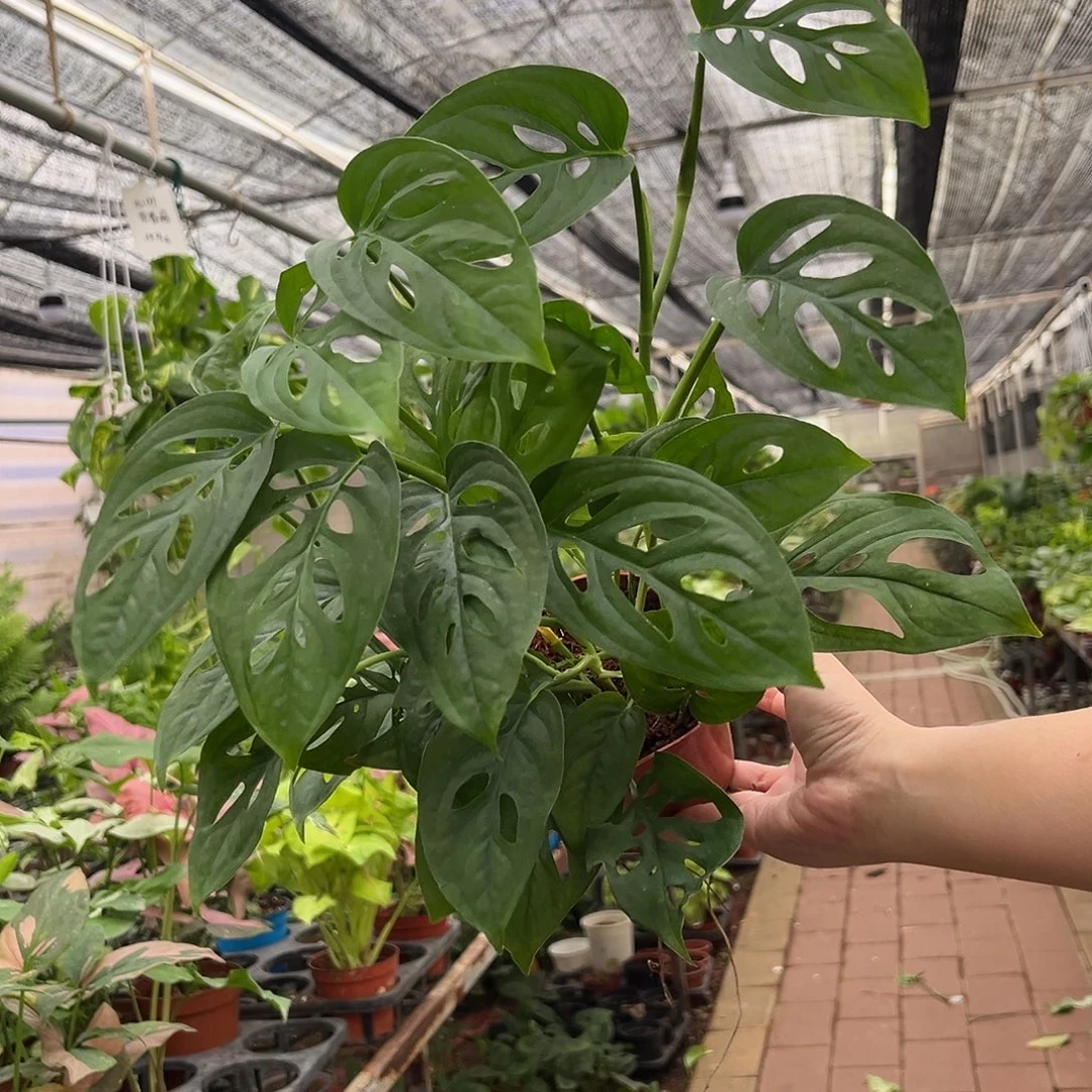 无花朵775米歇尔。