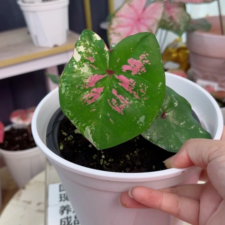 无花朵泰彩六月新娘Q5427