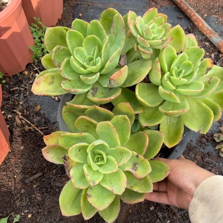 只***好金辉。。。。。。。。。。。。。。。。。。