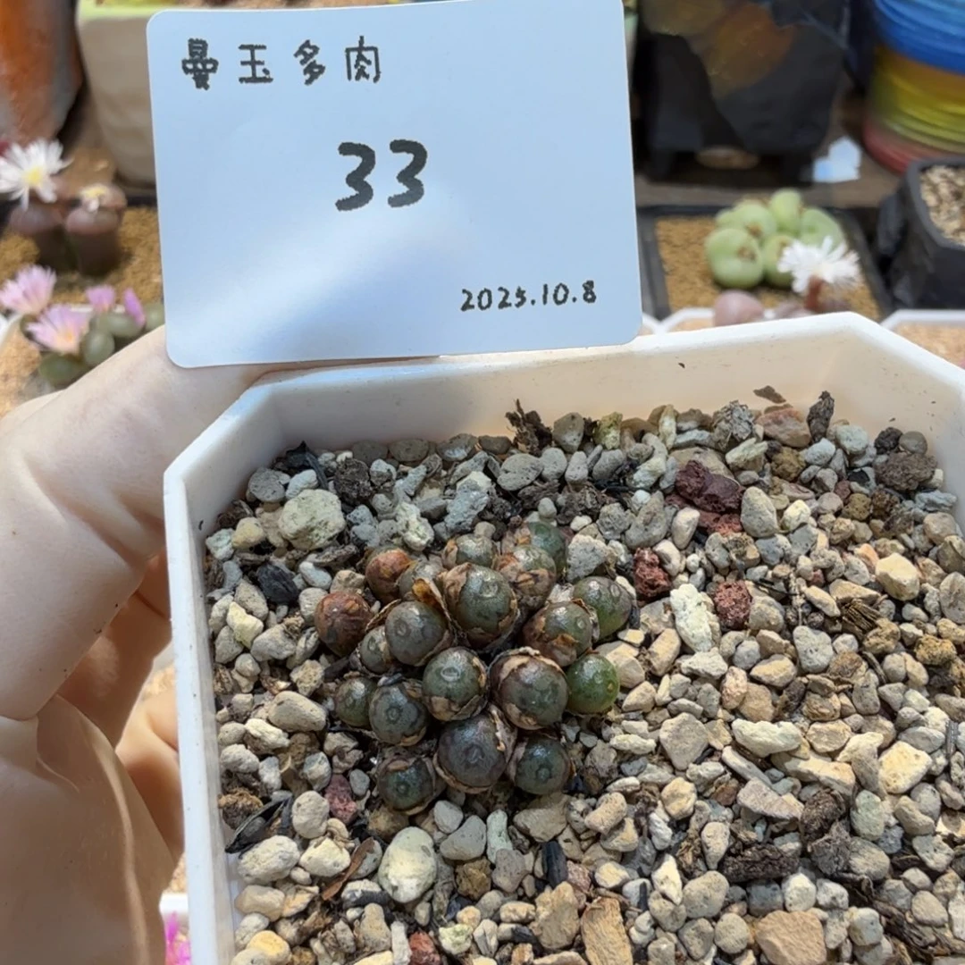 多肉多肉多肉10.8-033