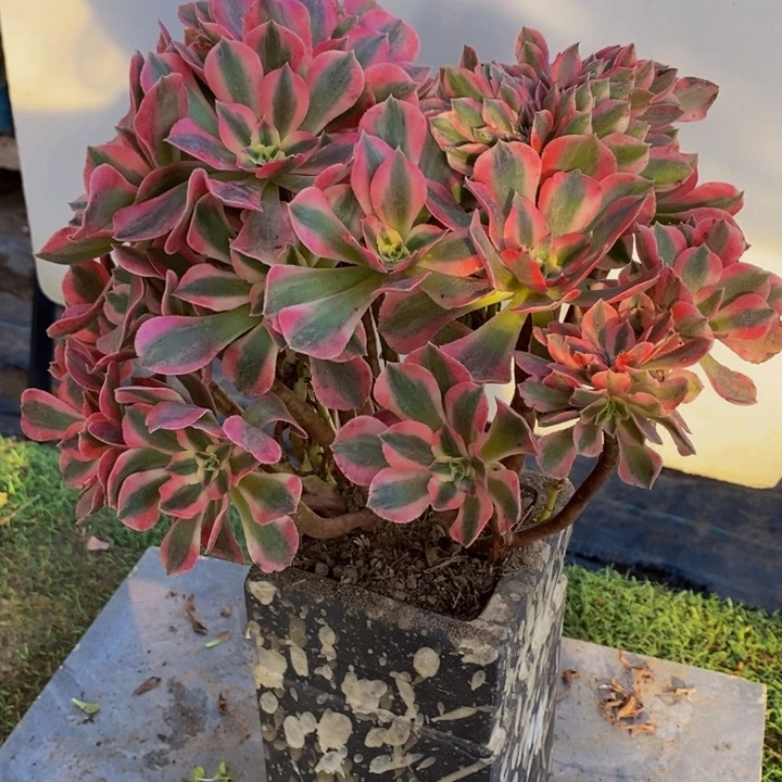 完全开放8097号粉女巫缀化1颗